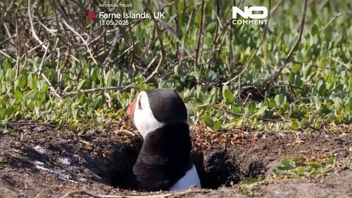 Video: Zählung der Papageitaucher beginnt: Farne-Inseln feiern 100 Jahre Schutz