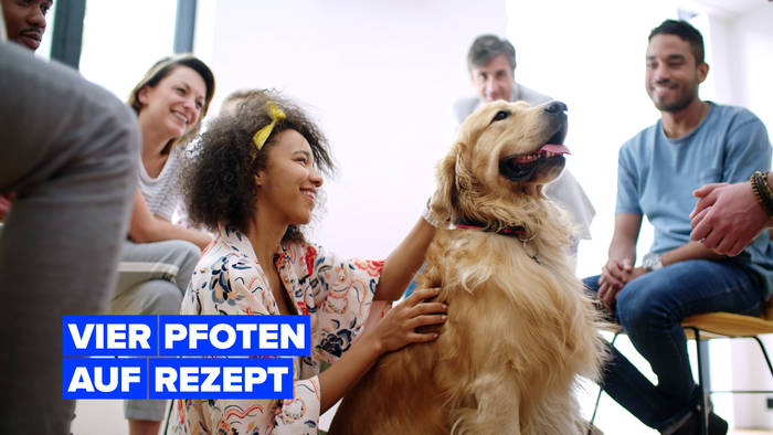 News video: Hunde können Schmerzen lindern