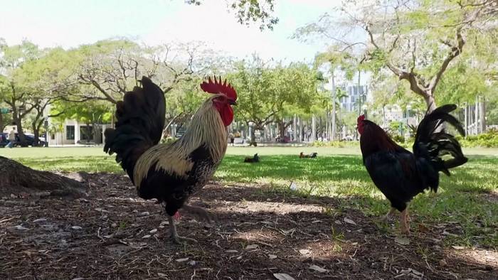 News video: Umherziehende Hähne erobern die Straßen von Miami