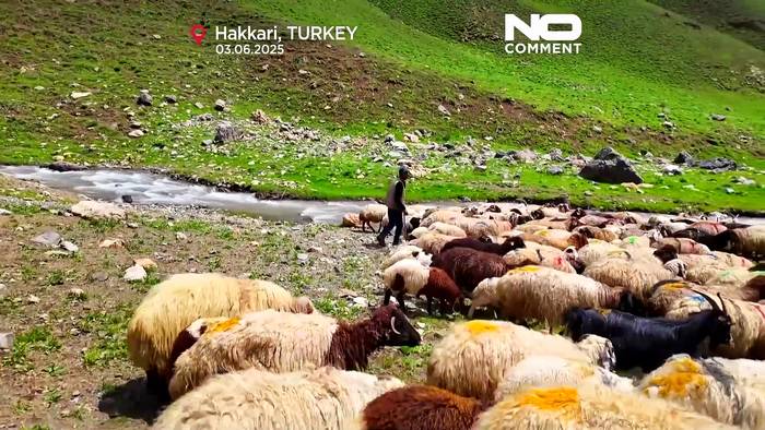 News video: Mount Mor erlebt Rückkehr von Vieh und Traditionen nach stabiler Phase
