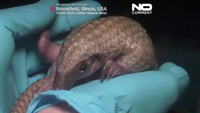 News video: Pangolin des Brookfield Zoos im Mittelpunkt neuer Tierdoku