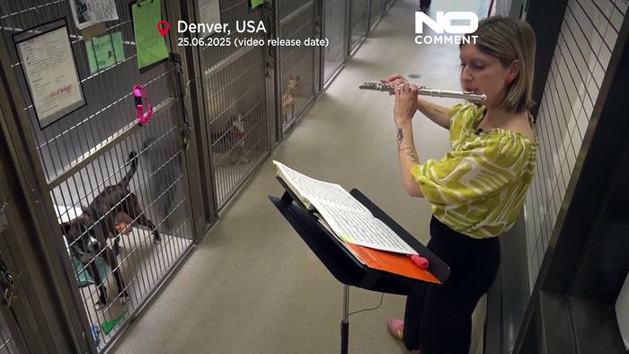 News video: Tierheime in den USA setzen Live-Musik ein, um ängstliche Haustiere zu beruhigen