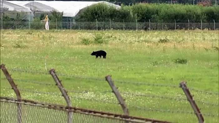 News video: Bär unterbricht Flüge am Flughafen Yamagata und zwingt zur Schließung der Startbahn