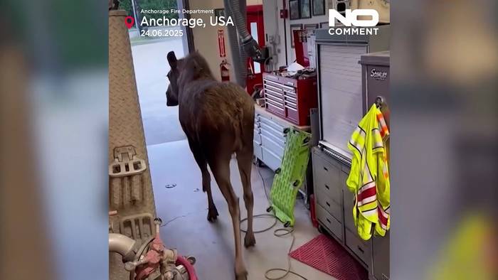 Video: Beobachten: Elch inspiziert die Feuerwehr von Alaska
