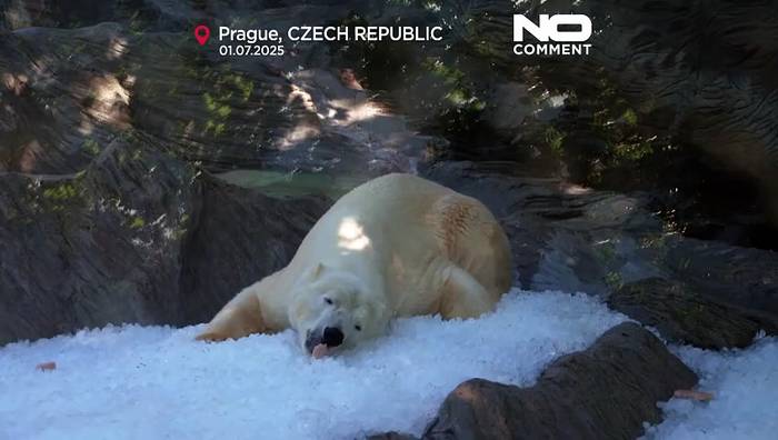 News video: Prager Zoo nutzt Tonnen Eis zur Abkühlung der Tiere während Hitzewelle