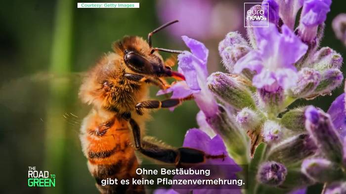 News video: Schadet die Bienenzucht mehr als sie nützt?