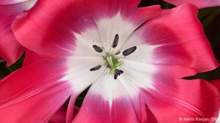 News video: Warum werden Milliarden Tulpen geköpft?