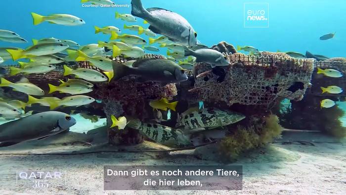 News video: Fokus auf Katars beliebteste Tiere, von arabischen Pferden über Walhaie bis hin zu Falken