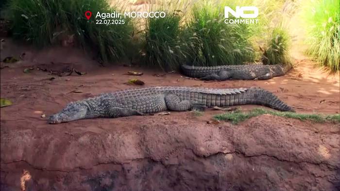 Video: Agadirs Krokodilpark eröffnet erste Seilrutsche Marokkos über lebenden Reptilien