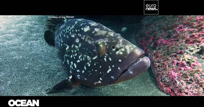 Video: Fußabdrücke im Sand, nicht im Meer: Wie Atlantikinseln zeigen, dass Ökotourismus dem Ozean hilft