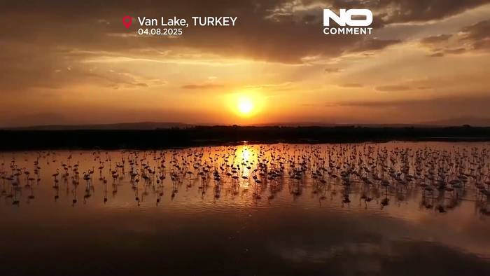 News video: Flamingos kehren während der Zugzeit zum Vansee zurück
