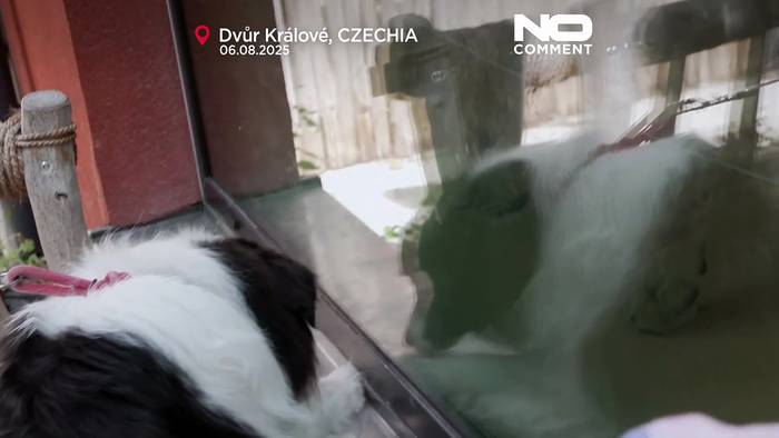 News video: Im Zoo Tschechiens geborene Berberlöwen bereiten sich auf Umsiedlung vor