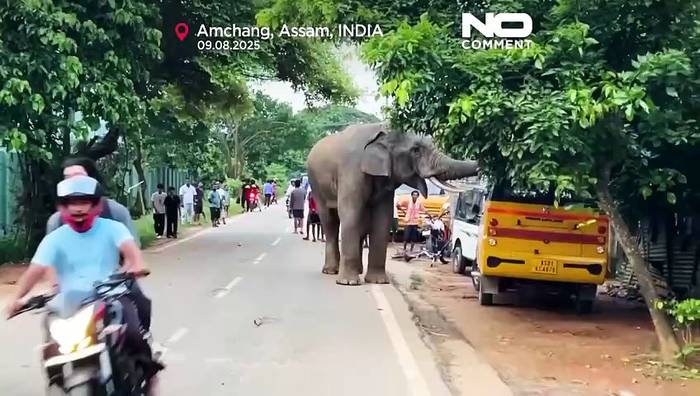 News video: Verletzter Elefant besucht indisches Dorf wiederholt für Nahrung und Wasser