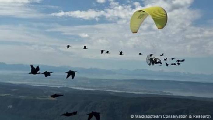 Video: Fliegen mit Vögeln: Herzblut für den Waldrapp
