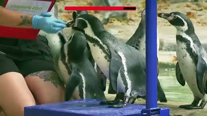 News video: Jährliche Gewichtskontrolle im Londoner Zoo: Tiere steigen auf die Waage