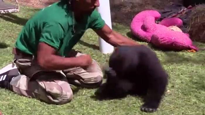 News video: Junger Gorilla Zeytin kehrt nach Rettung in Istanbul nach Hause zurück