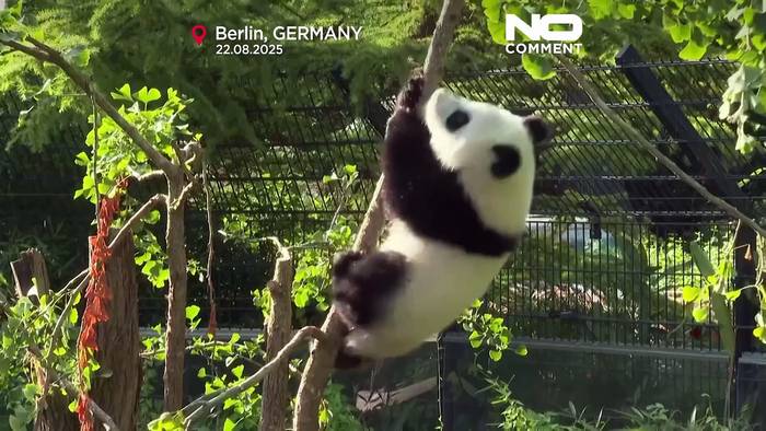 News video: Panda-Zwillinge Leni und Lotti im Berliner Zoo feiern ersten Geburtstag