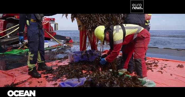 News video: Ein Ort, doppelter Nutzen: Euronews besucht die erste Algenfarm in einem Offshore-Windpark