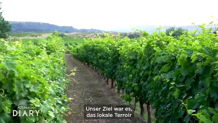 News video: Wie das Savalan-Tal Aserbaidschan zu einem Weintourismusziel macht