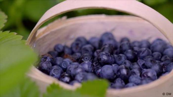 News video: Finnland im Blaubeerfieber