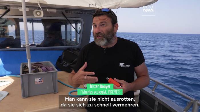 News video: Die Wissenschaft hinter der erstaunlichen Erholung des Roten Thuns in Europa