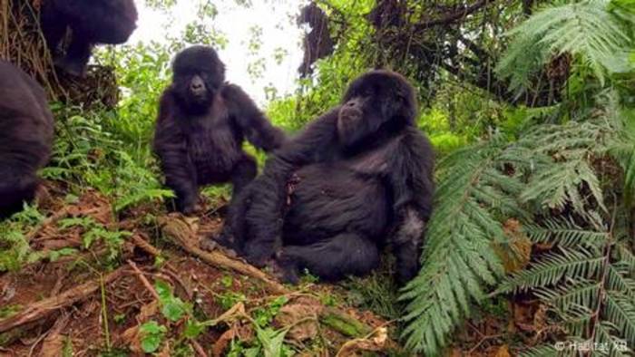 News video: Empathie-VR im Naturschutz