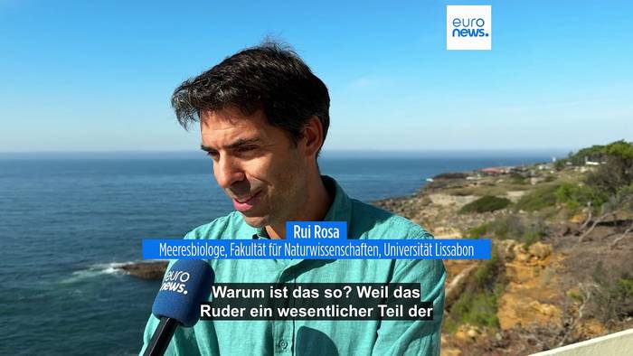 Video: Greifen Orcas Schiffe vor der Küste Portugals an, oder wollen sie nur spielen?
