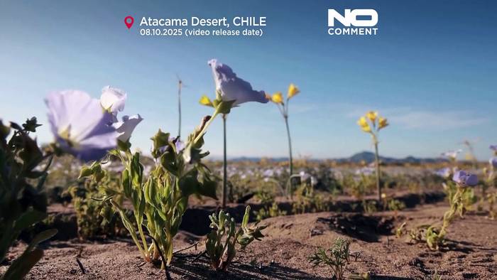 Video: Chiles Atacama-Wüste blüht nach seltenen Winterregen