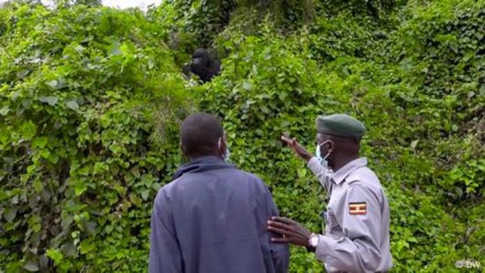 News video: Uganda: Ehemalige Wilderer schützen die letzten Berggorillas