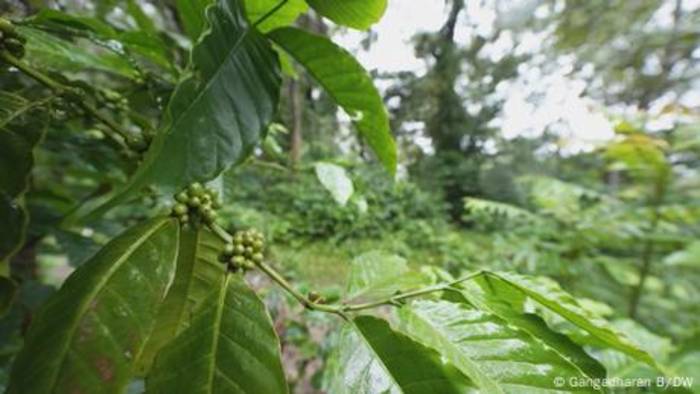 News video: Indien: Kaffeeanbau mit ökologischem Gewissen