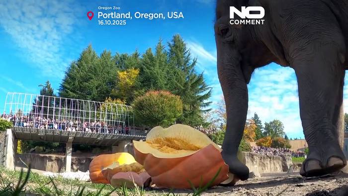 News video: Elefanten im Oregon Zoo zermalmen Riesenkürbisse zu Halloween