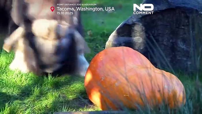 News video: Moschusochse zerschmettert 95-Kilo-Kürbis als frühes Halloween-Vergnügen