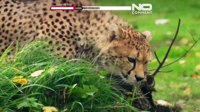News video: Seltene afrikanische Geparden-Brüder treffen im britischen Chester Zoo ein