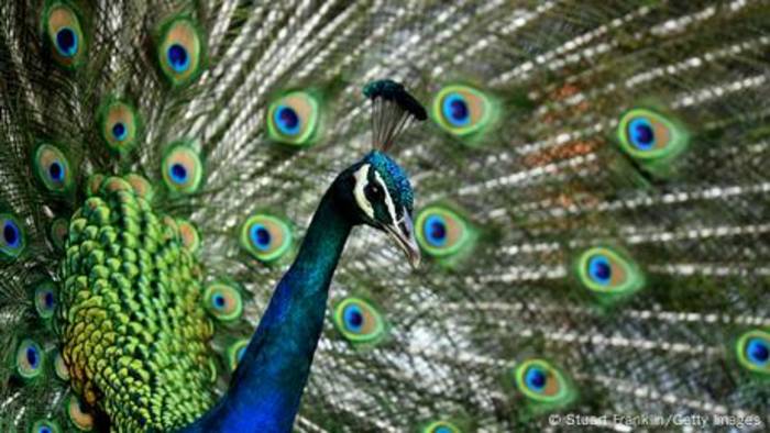 News video: Warum der Pfau so schöne Federn hat