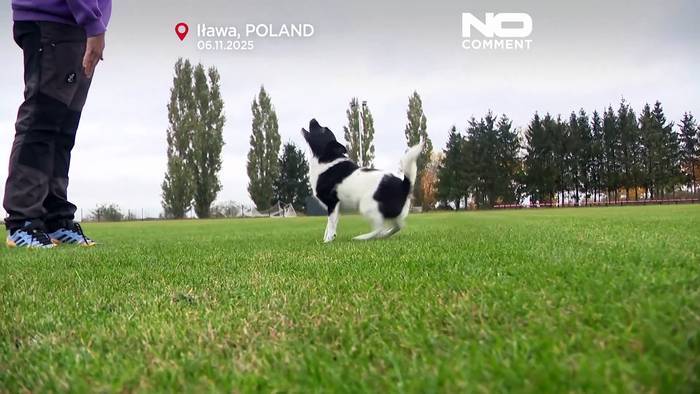 News video: Flying Cake Beza: Tierheimhund wird Frisbee-Europameister