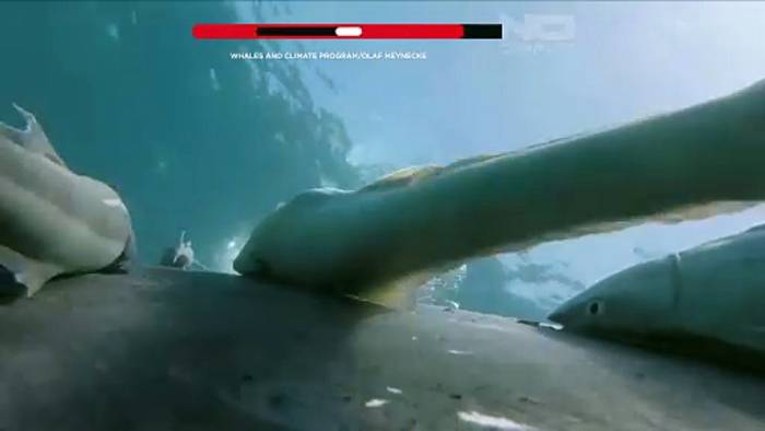 News video: Seltene Aufnahmen: Schiffshalter surfen auf Buckelwalen vor Australien