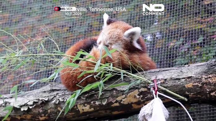 News video: Roter-Panda-Nachwuchs erlebt erstmals Schnee in einem US-Zoo