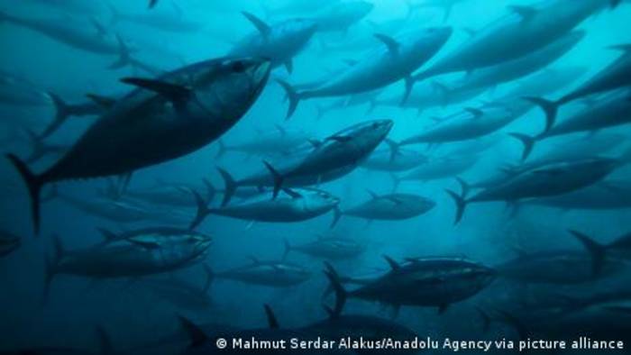 News video: Forschende entwickeln Fisch-Alternative aus Meerespflanzen