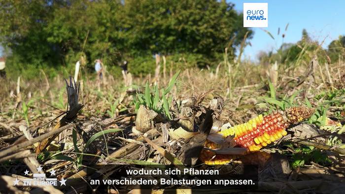 News video: Wachsende Resilienz: Französische Biotechnologie unterstützt Pflanzen bei Wasserknappheit