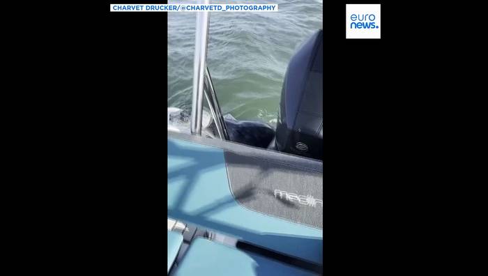 News video: Seehund flüchtet vor Orcas auf Boot eines Fotografen