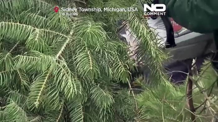 News video: Weihnachtsbaum fürs Weiße Haus: Tanne aus Michigan gewinnt nationalen Wettbewerb