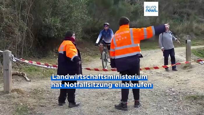 News video: Infiziertes Sandwich? Ausbruch der Afrikanischen Schweinepest in Katalonien