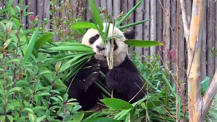 News video: Französische First Lady besucht Forschungszentrum für Pandazucht in China