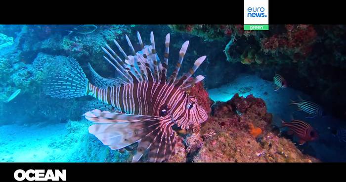 News video: Scannen vor dem Kauf: Warum zwei neue Apps den Fischeinkauf revolutionieren wollen