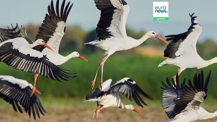 News video: Vom Leben und Überleben in der Natur: Einige der schönsten Tierfotos aus dem Jahr 2025