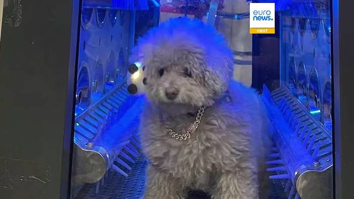 News video: Roboter, die kuscheln, putzen und würzen: Das sind die verrücktesten Technik-Gadgets 2025