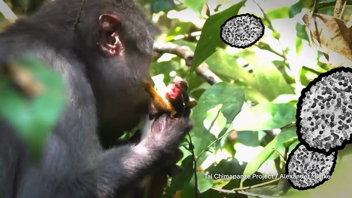 News video: One Health: Forschung in Afrika gegen neue Pandemien