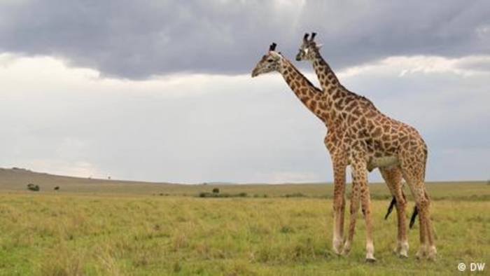 News video: Gibt es Homosexualität im Tierreich?