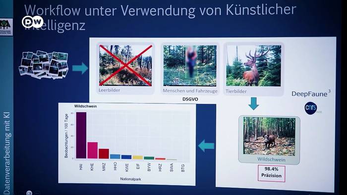 News video: Wie künstliche Intelligenz Deutschlands Wildtiere schützt