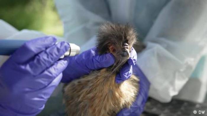 News video: Zoonosen: Kommt eine neue Pandemie aus dem Hinterhof?